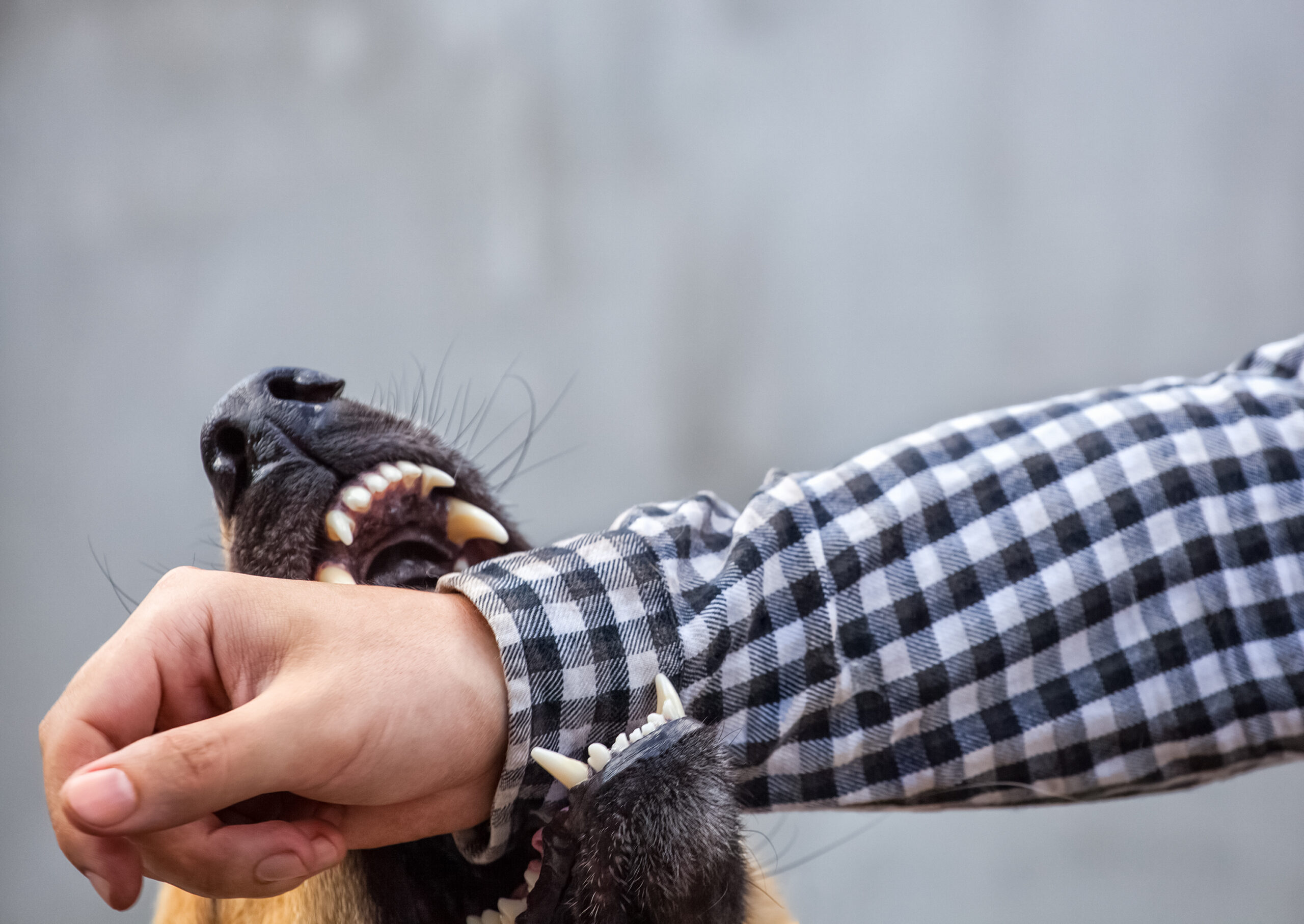 How Long Do You Have to File a Dog Bite Lawsuit in Maryland?