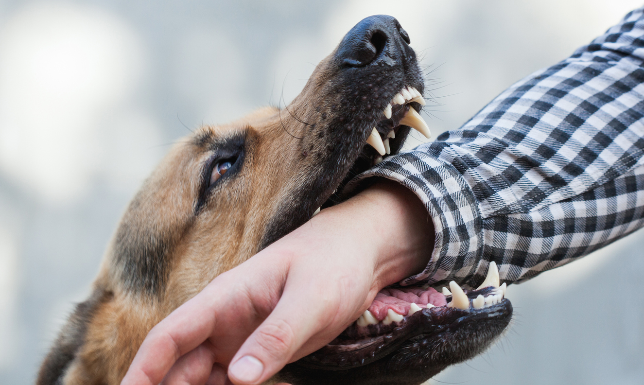 The Impact of Social Media on Maryland Dog Bite Cases