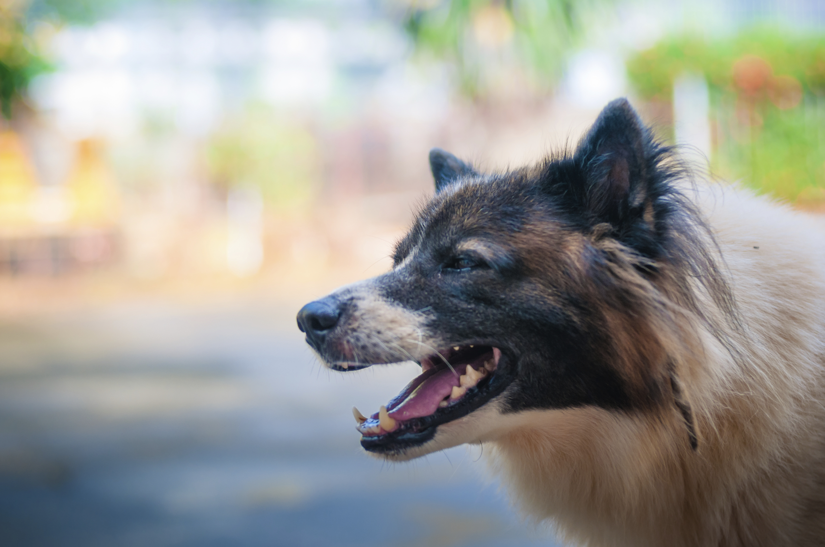 Understanding the Process of a Maryland Dog Bite Settlement Negotiation