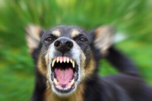 Understanding Maryland Dog Bite Laws Your Rights and Responsibilities