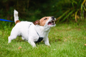 Representing Clients Suffering From Dog Bites in Bowie, Frederick, Lexington Park & Waldorf
