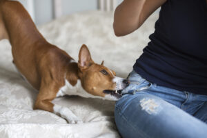 How Alpert Schreyer Personal Injury Lawyers Can Help After a Dog Bite in Charles County